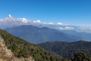 पर्वतबाट बहुमूल्य जडीबुटीको चोरीनिकासी बढ्दो